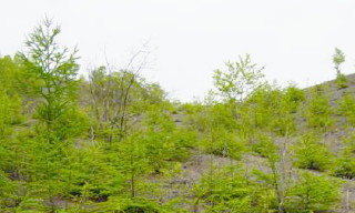 フラノ事業所（北海道）の緑化活動